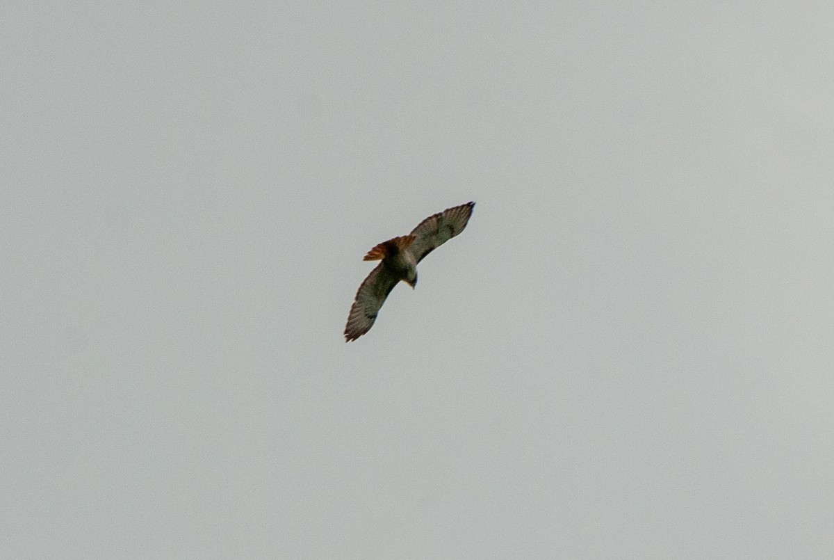 Red-tailed Hawk - ML636515848