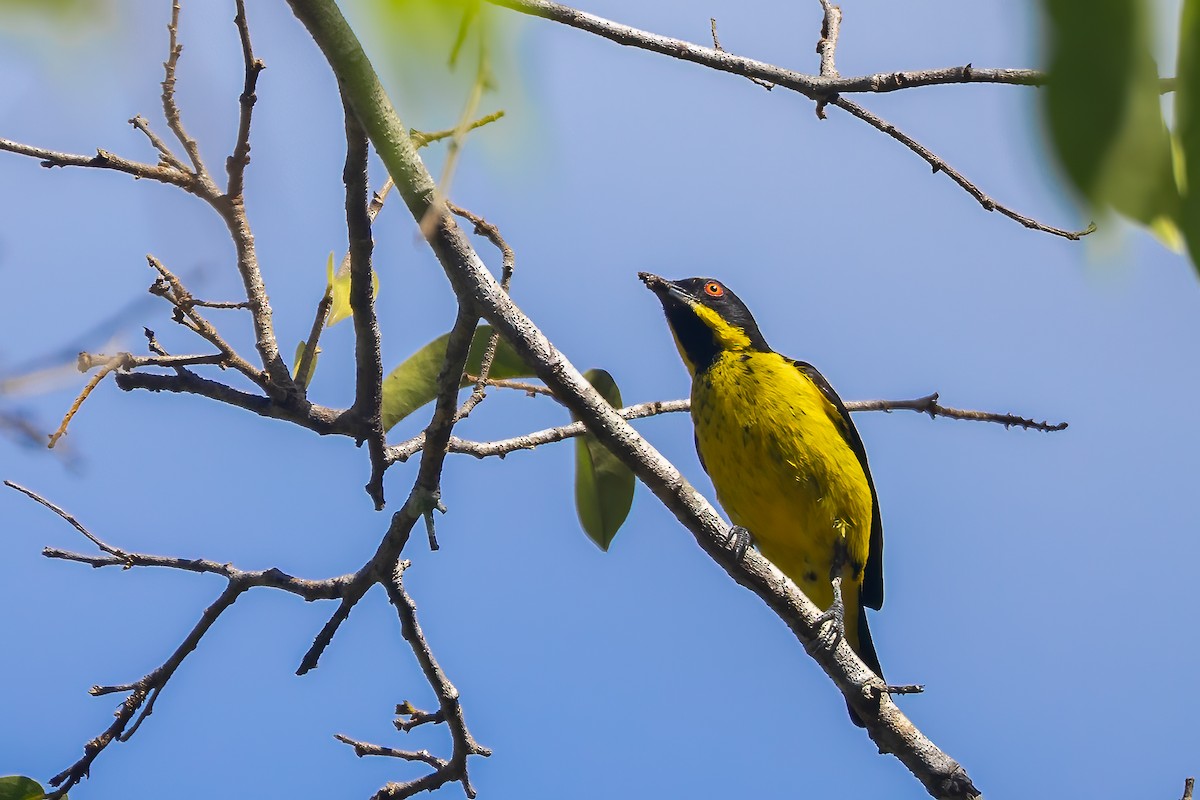 Yellow-bellied Dacnis - ML636515908
