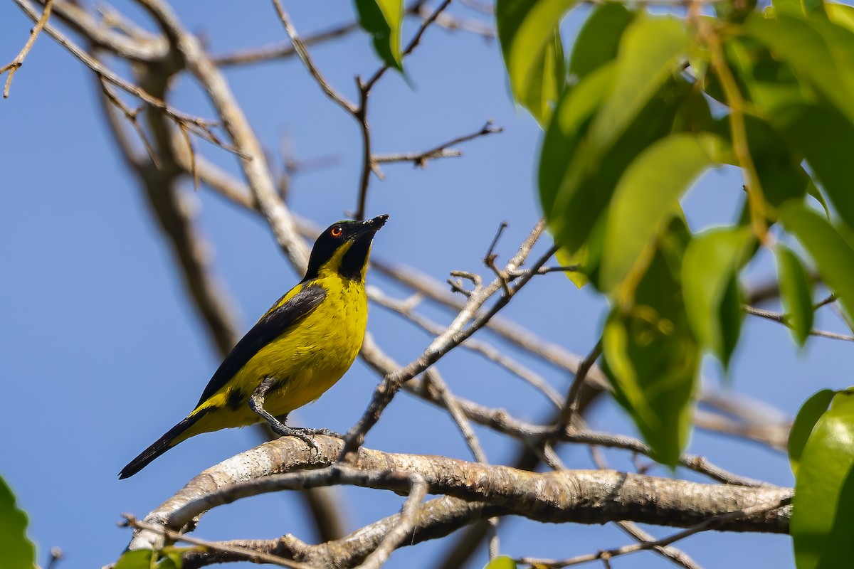 Yellow-bellied Dacnis - ML636515910