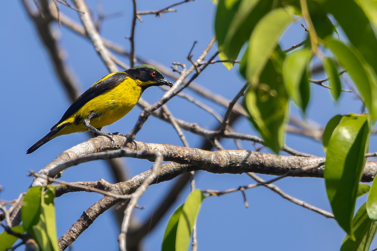 Yellow-bellied Dacnis - ML636515911