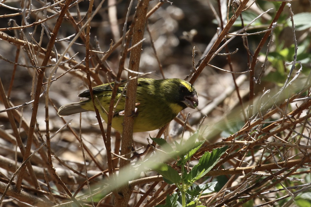 Forest Canary - ML636516079