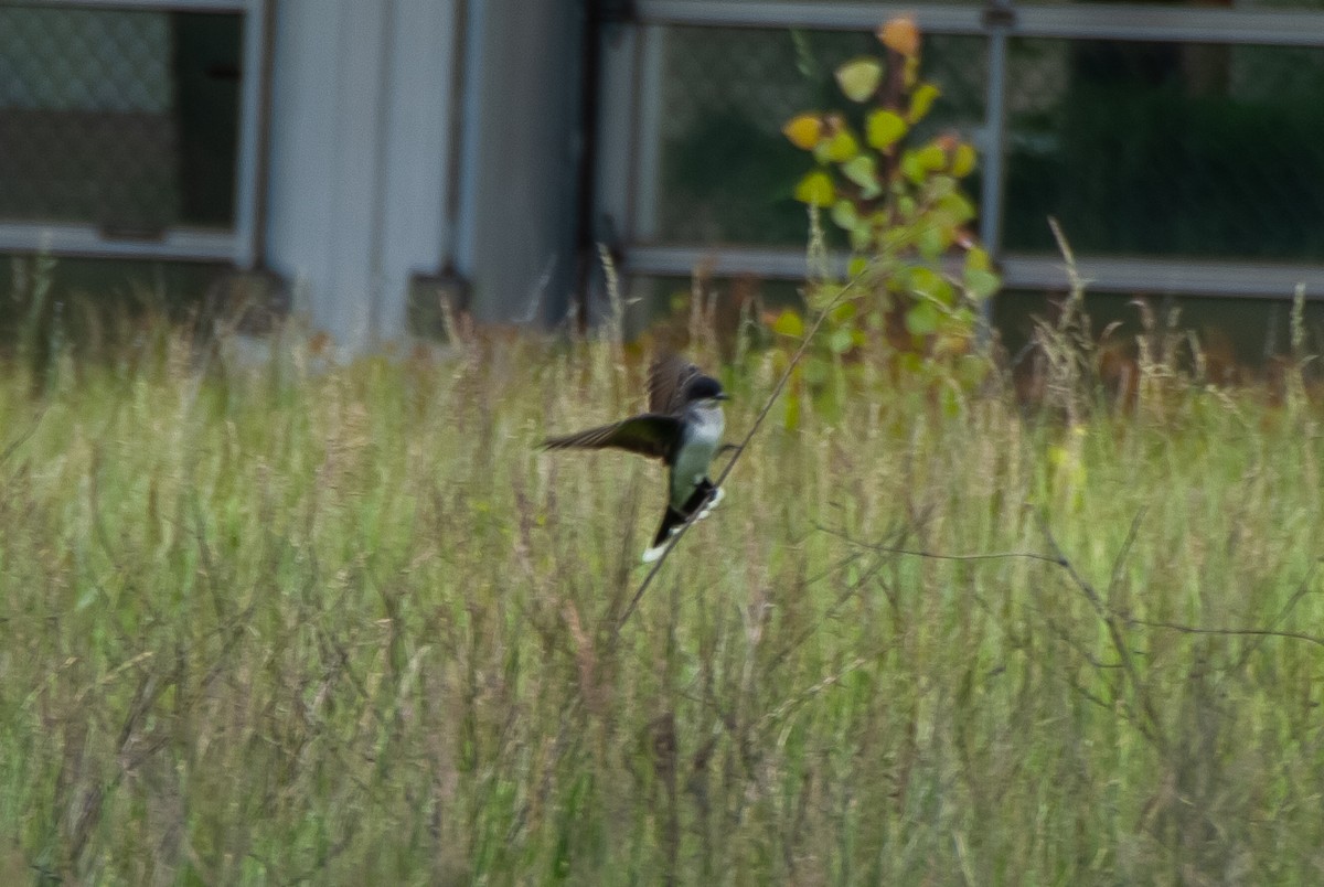 Eastern Kingbird - ML636516099