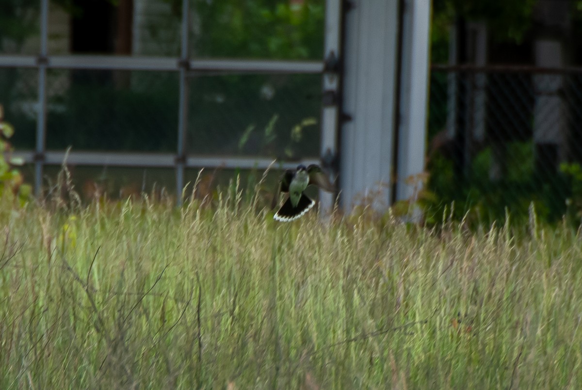 Eastern Kingbird - ML636516100