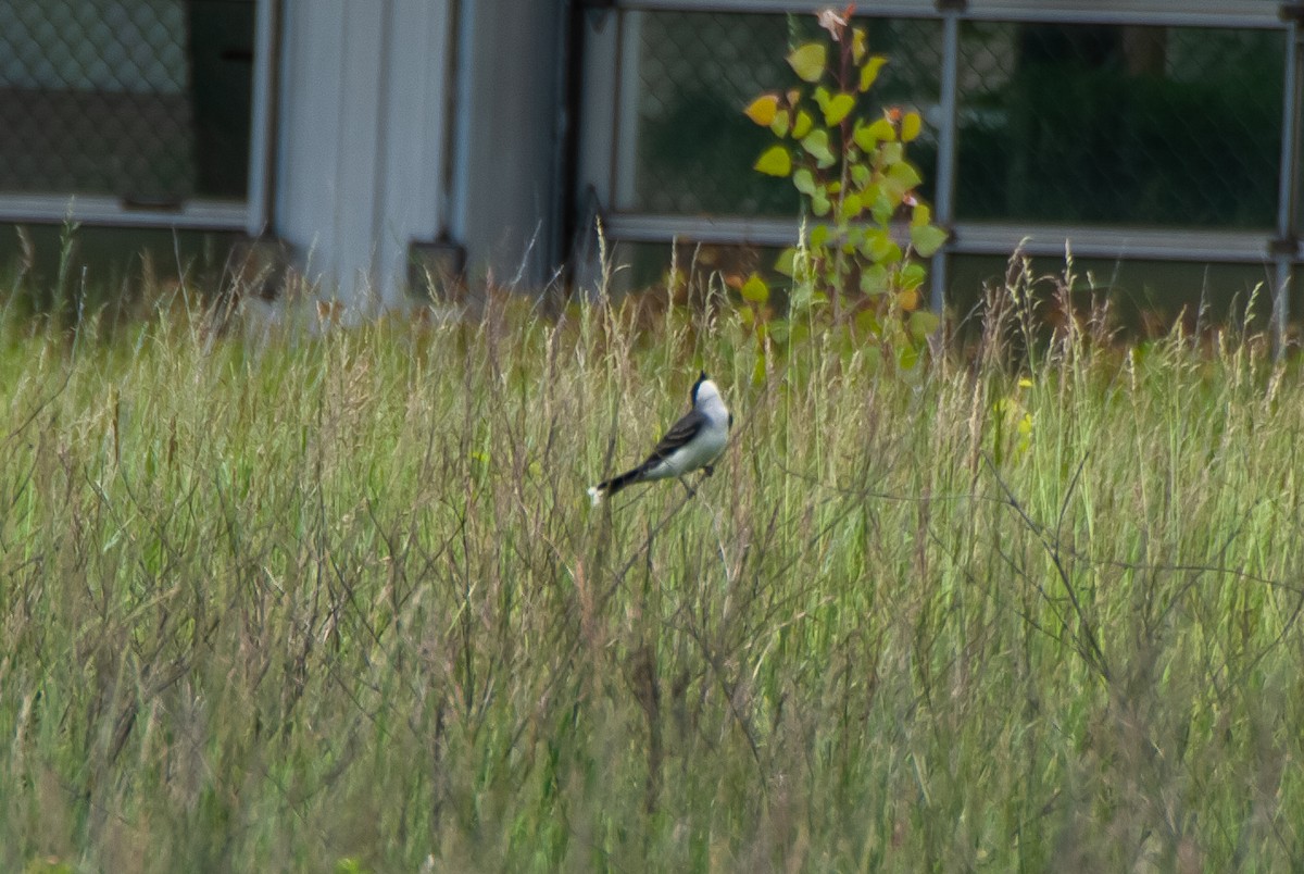 Eastern Kingbird - ML636516101