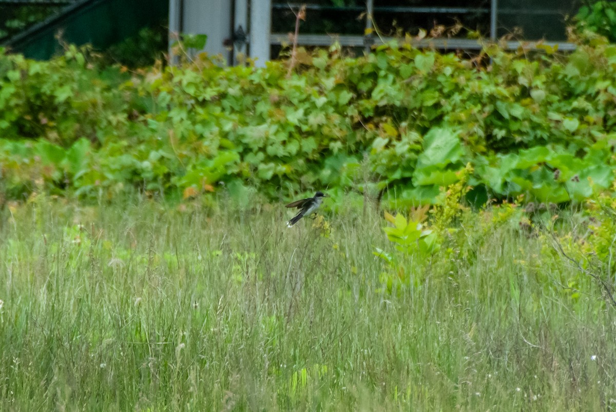 Eastern Kingbird - ML636516102