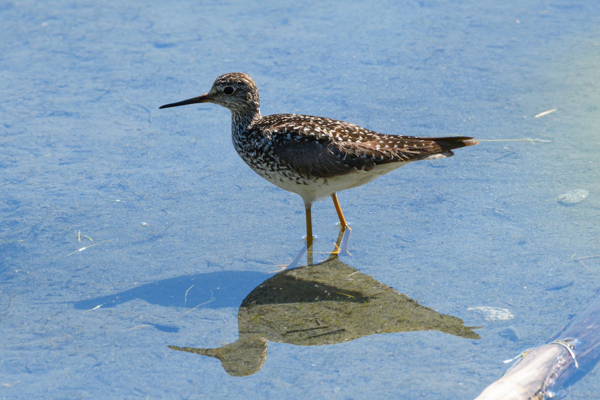 Lesser Yellowlegs - ML636516112