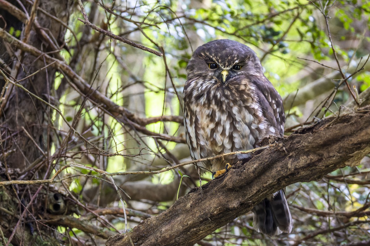 Morepork - ML636516115