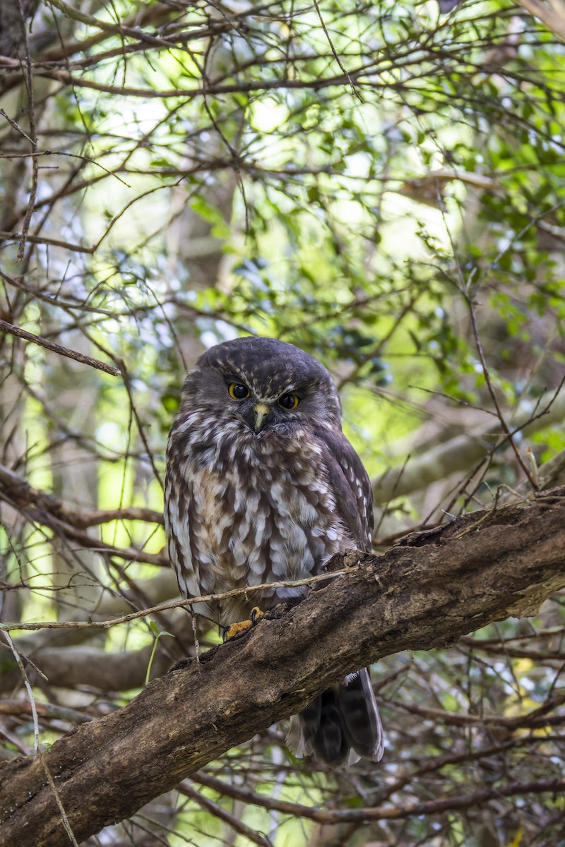 Morepork - ML636516116