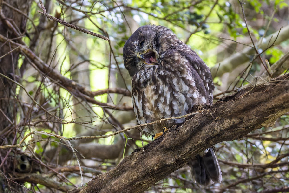 Morepork - ML636516117