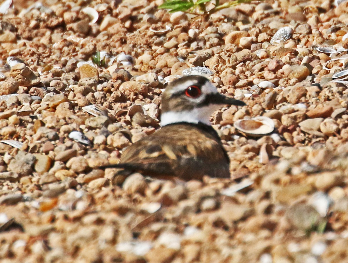 Killdeer - ML636516126