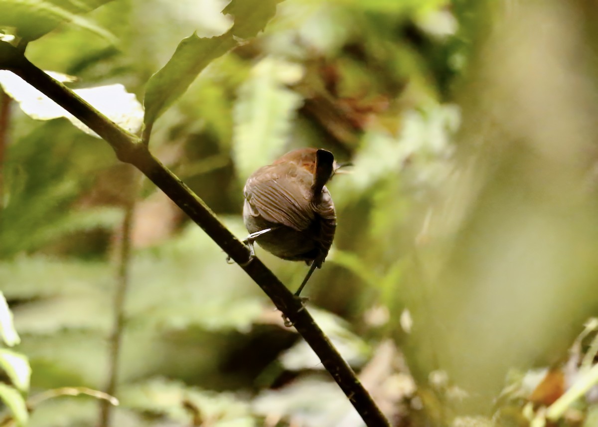 Tawny-faced Gnatwren - ML636516162