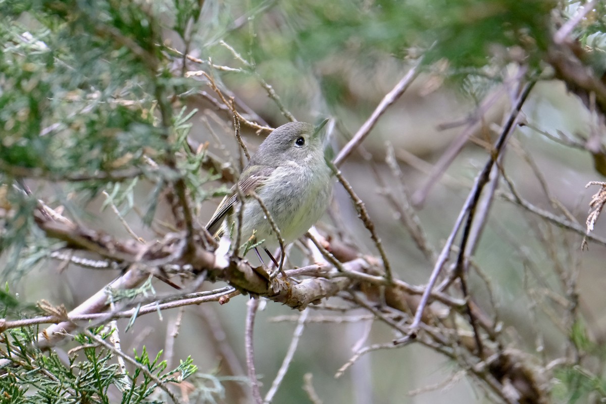 Ruby-crowned Kinglet - ML636516263