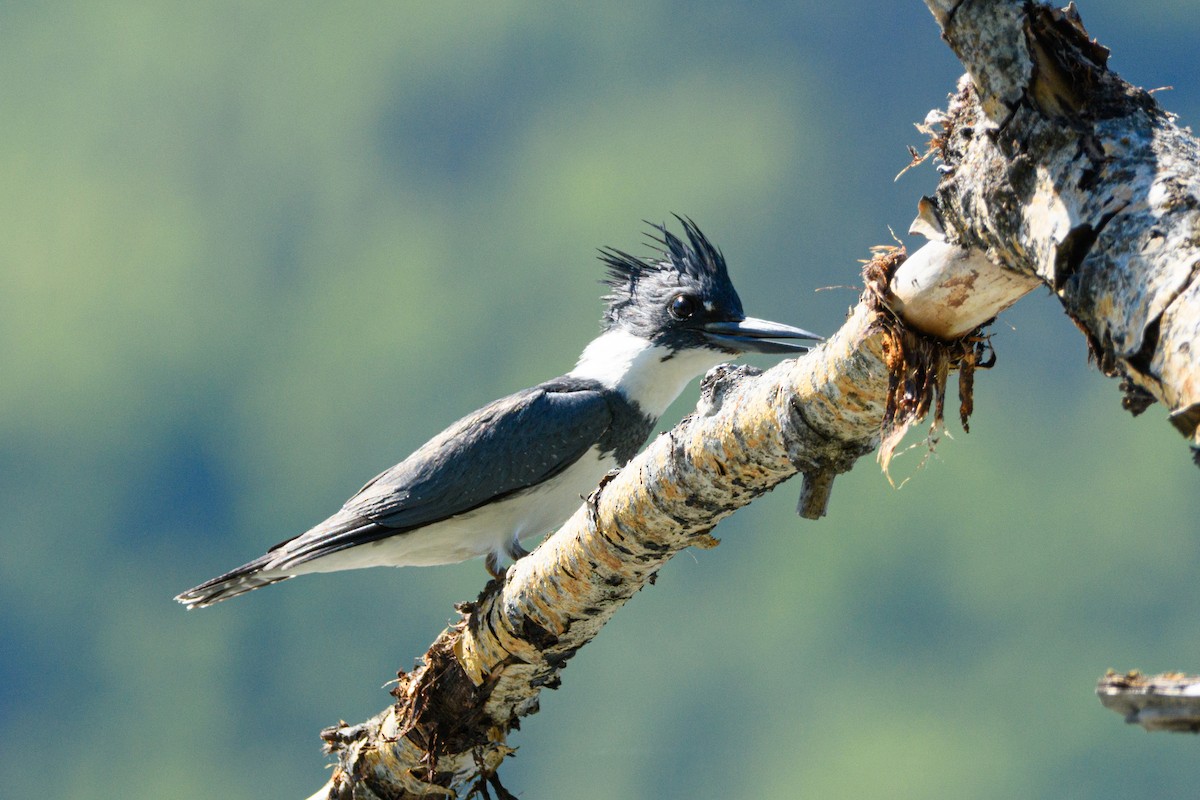 Belted Kingfisher - ML636516303