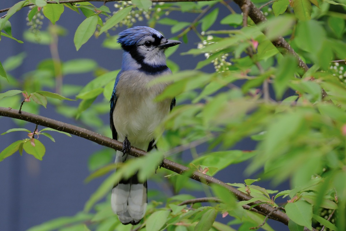 Blue Jay - ML636516331