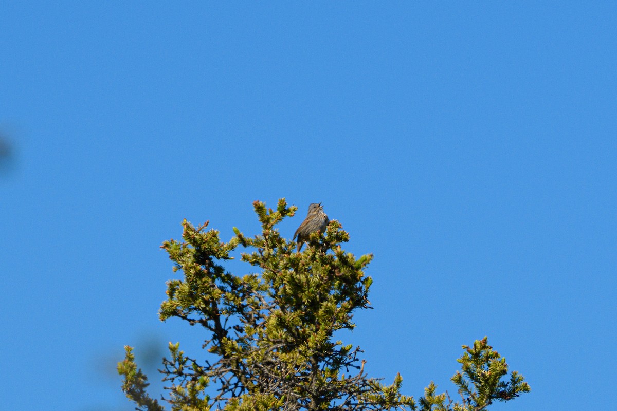 Lincoln's Sparrow - ML636516339