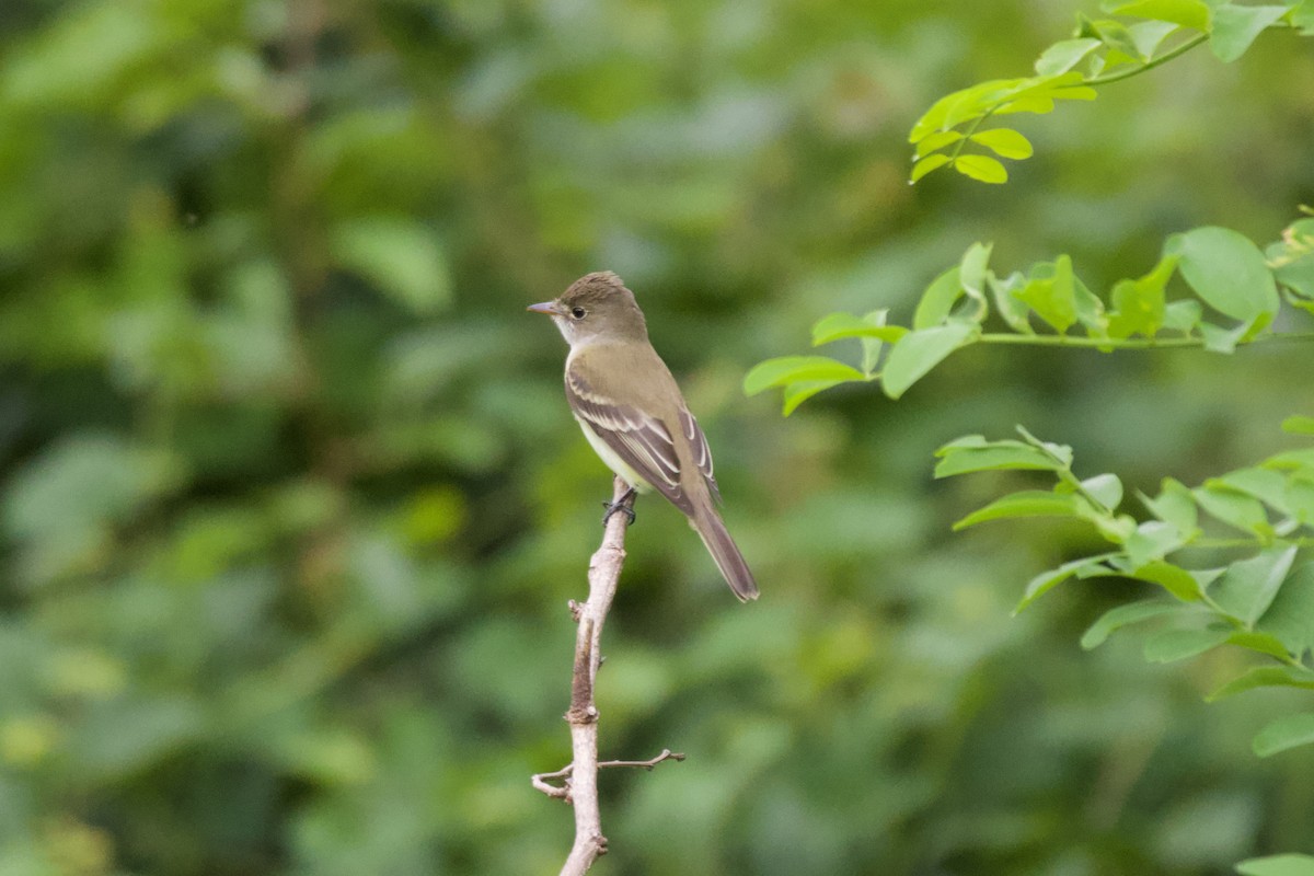 Willow Flycatcher - ML636516345