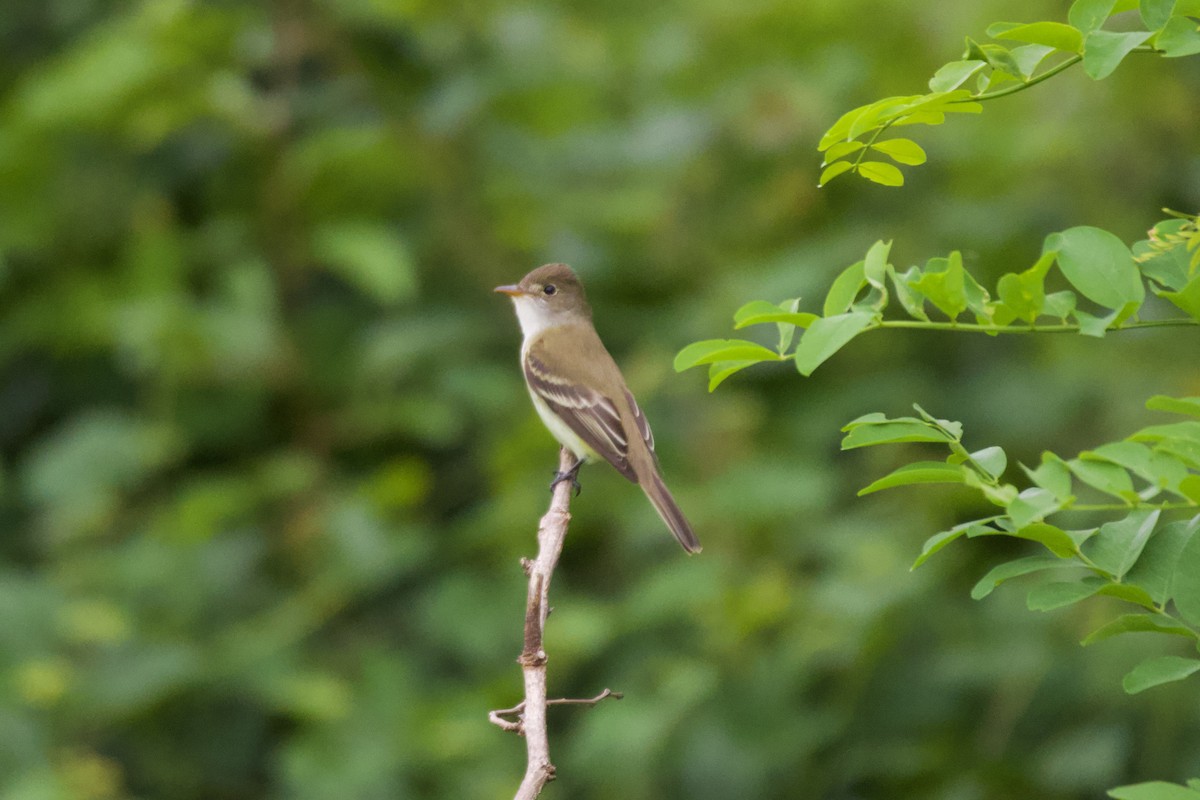 Willow Flycatcher - ML636516346