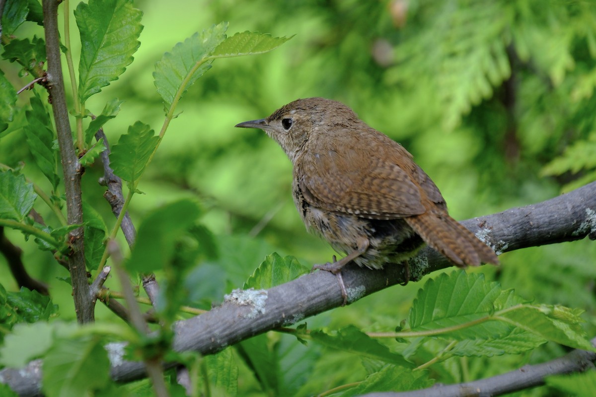 Northern House Wren - ML636516364
