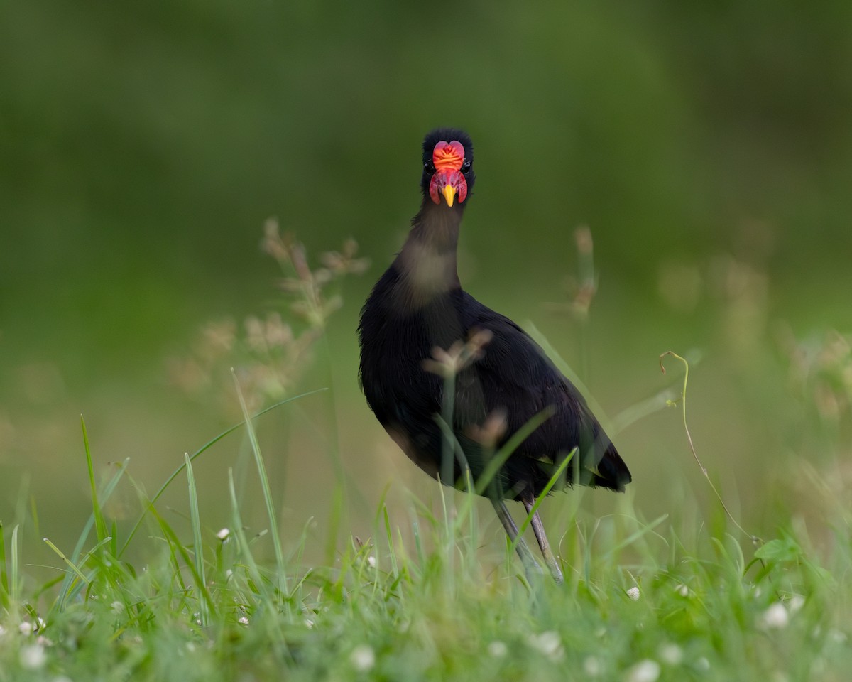 Wattled Jacana - ML636516376