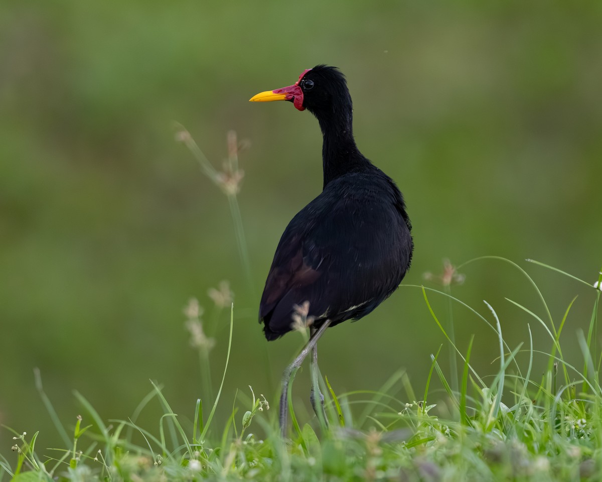 Wattled Jacana - ML636516379