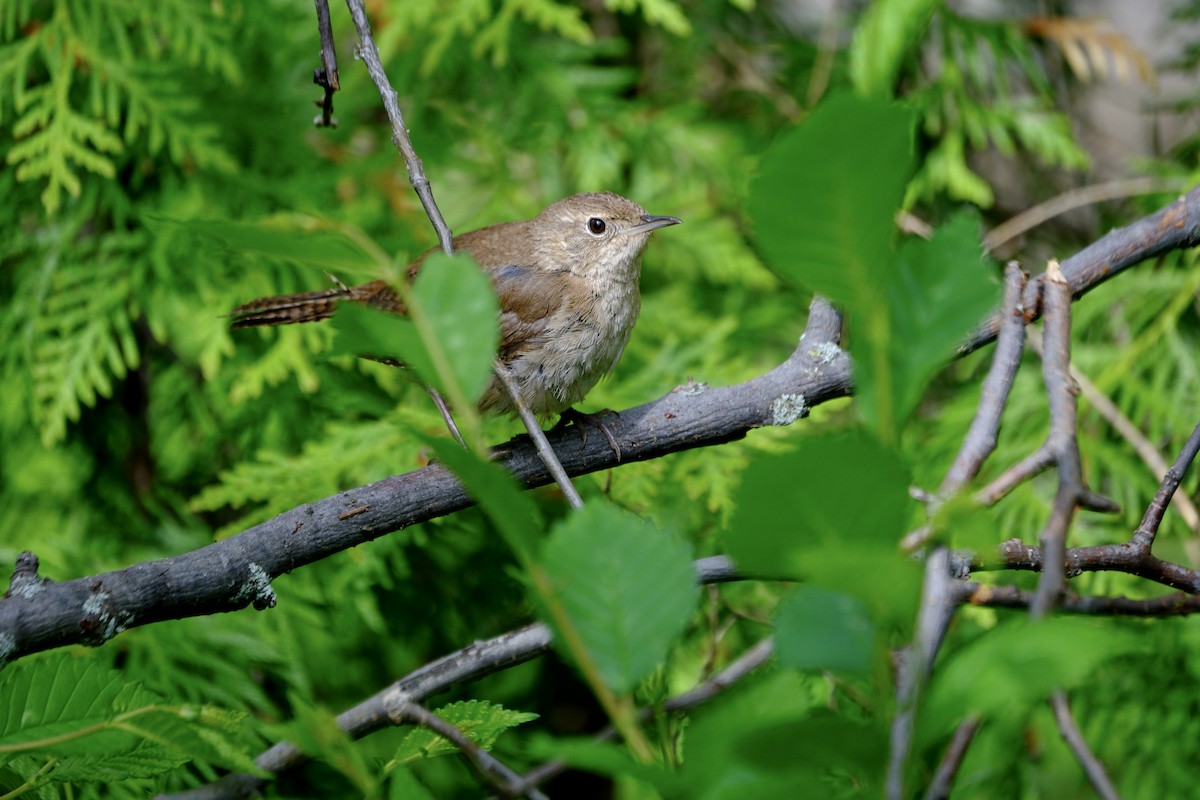 Northern House Wren - ML636516413