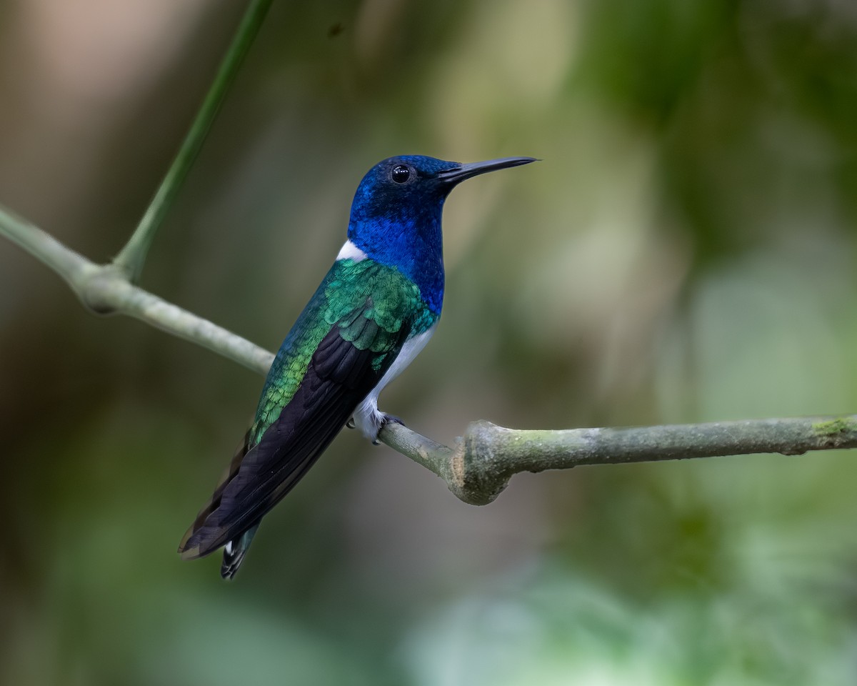 White-necked Jacobin - ML636516436