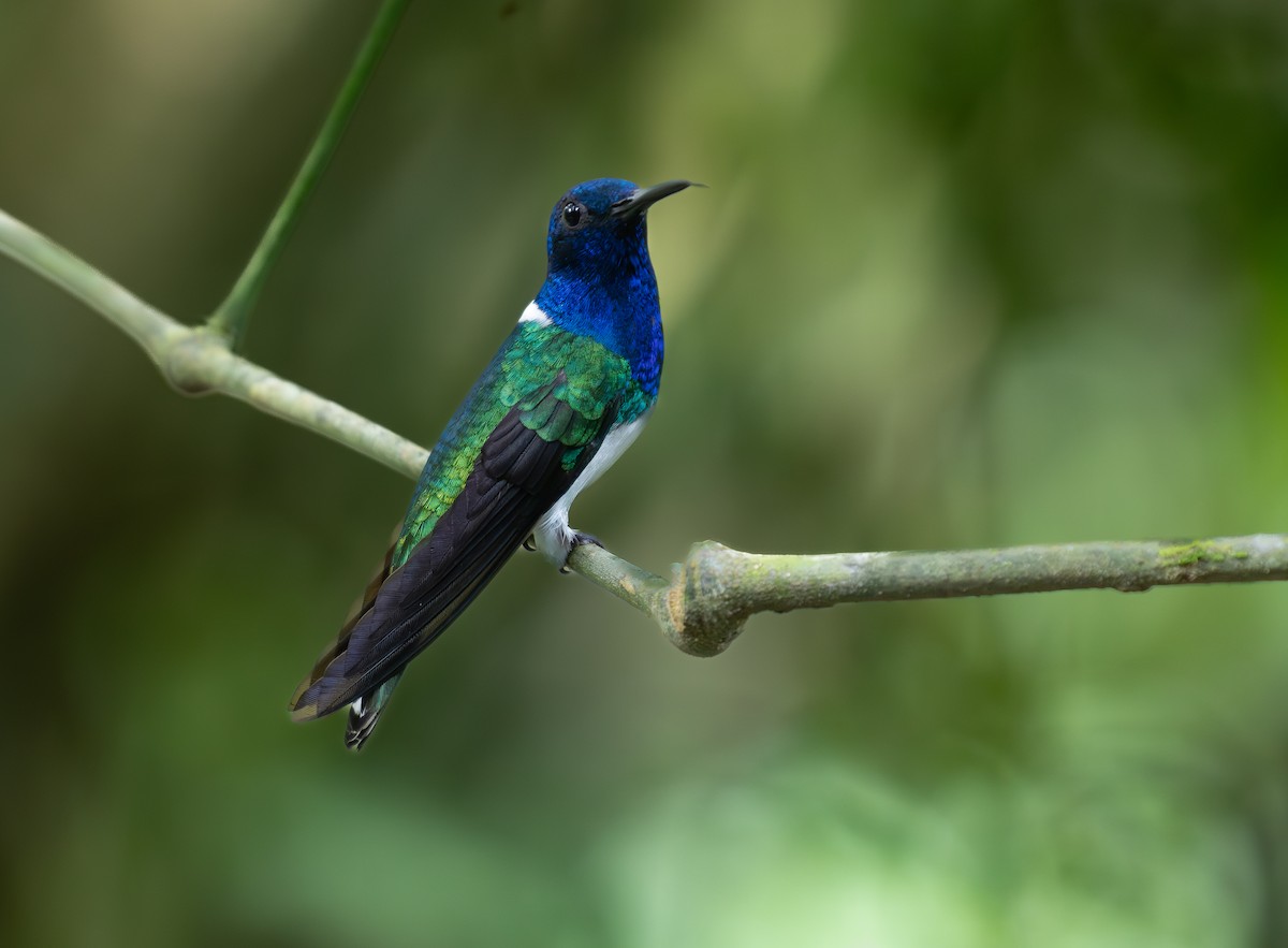 White-necked Jacobin - ML636516437