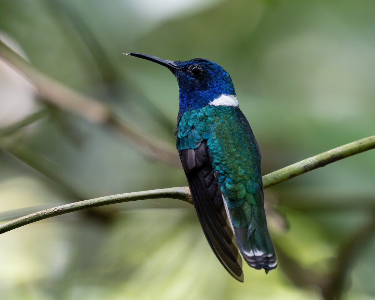 White-necked Jacobin - ML636516445