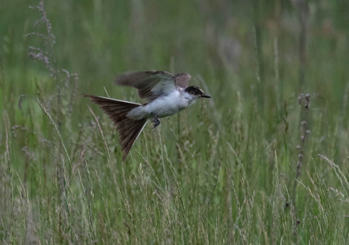 Fork-tailed Flycatcher - ML636516481