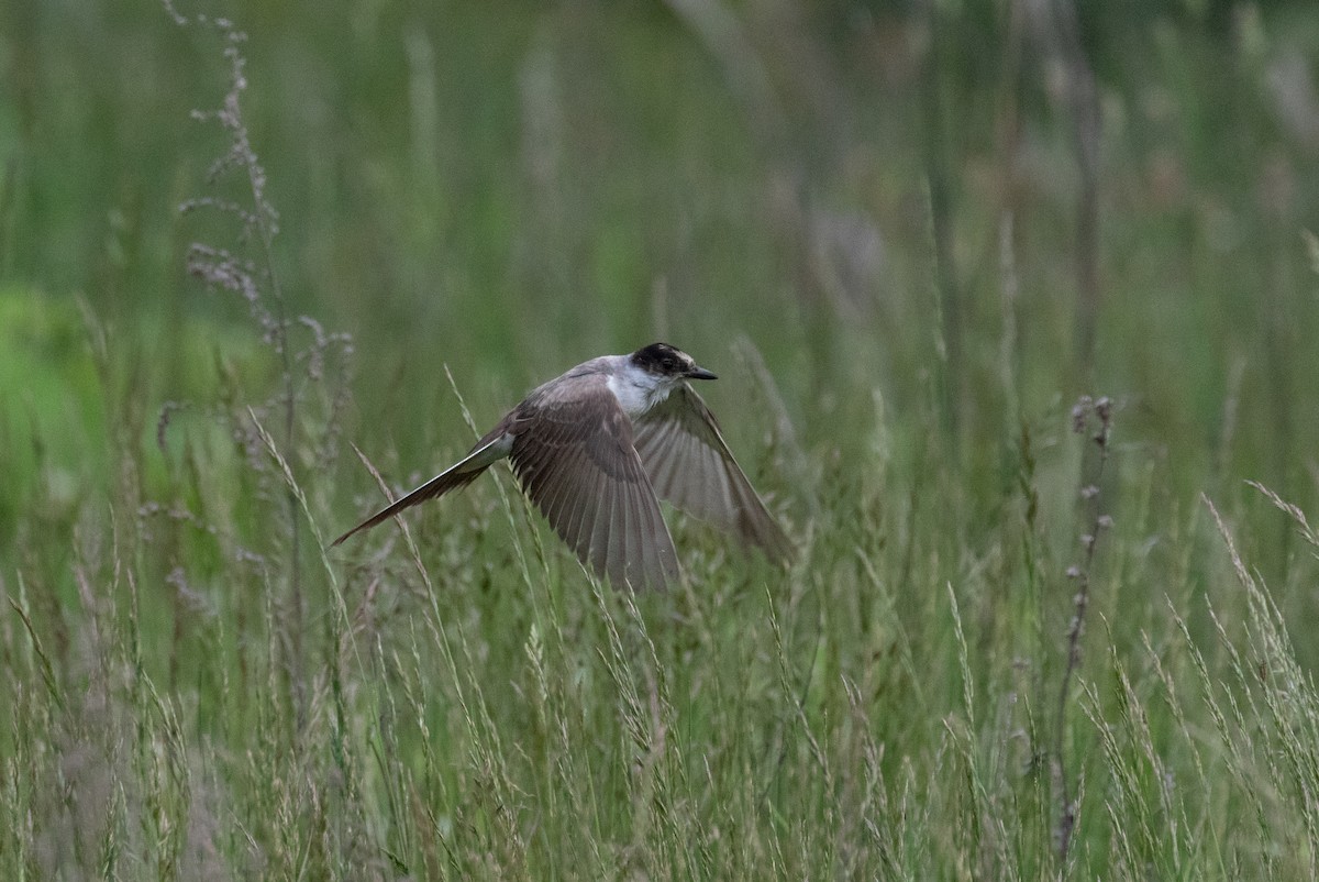 Fork-tailed Flycatcher - ML636516485