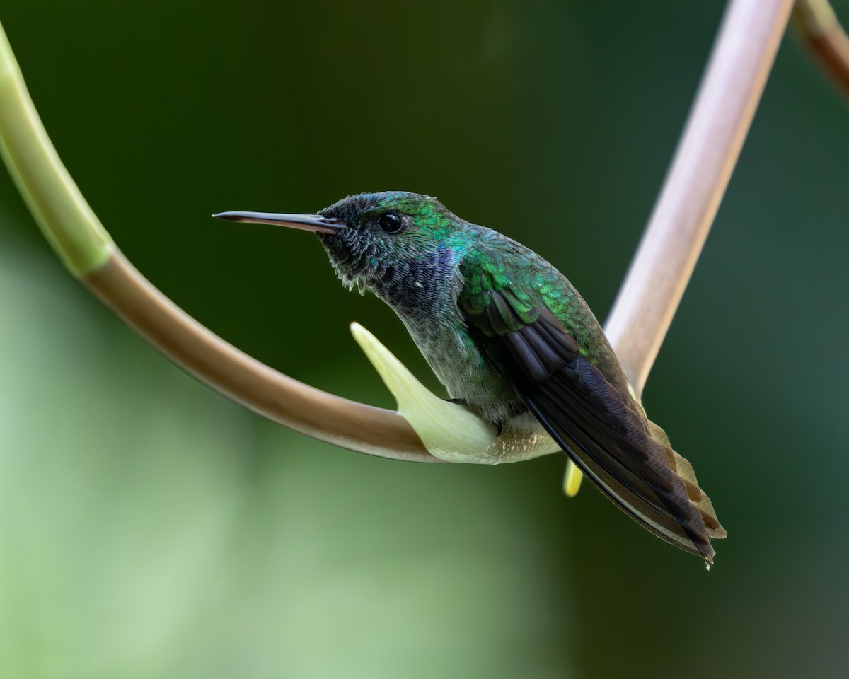 Blue-chested Hummingbird - ML636516488