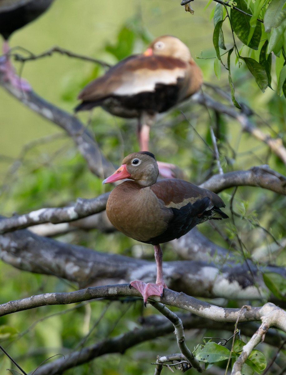 Black-bellied Whistling-Duck - ML636516519
