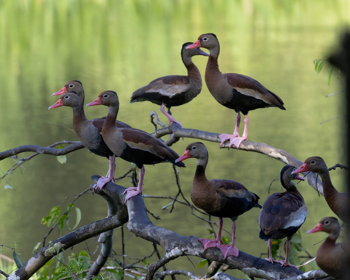 Black-bellied Whistling-Duck - ML636516520