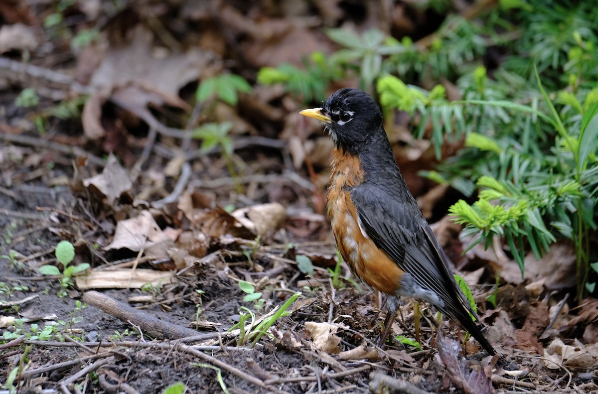 American Robin - ML636516586