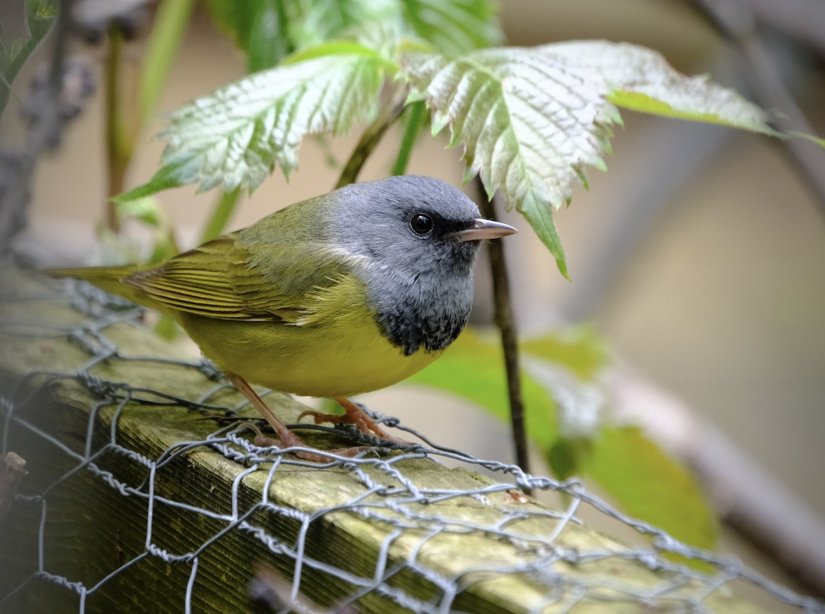 Mourning Warbler - ML636516665