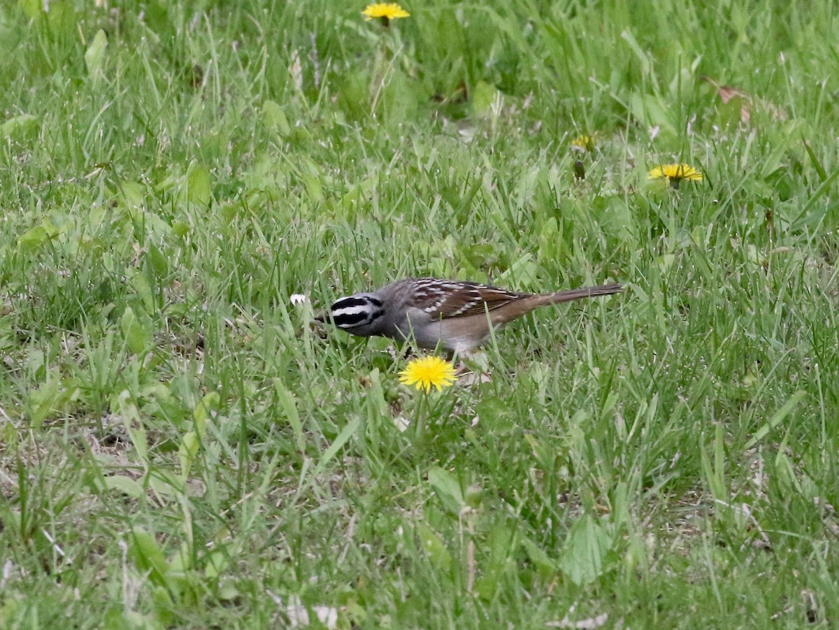 White-crowned Sparrow - ML636516721