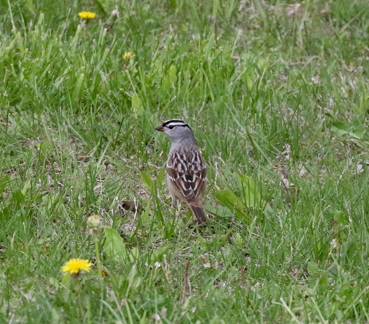 White-crowned Sparrow - ML636516723