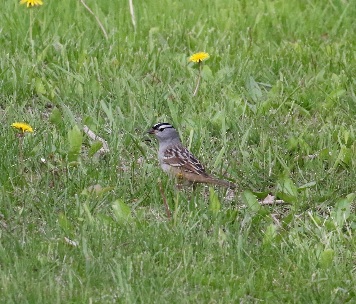 White-crowned Sparrow - ML636516725