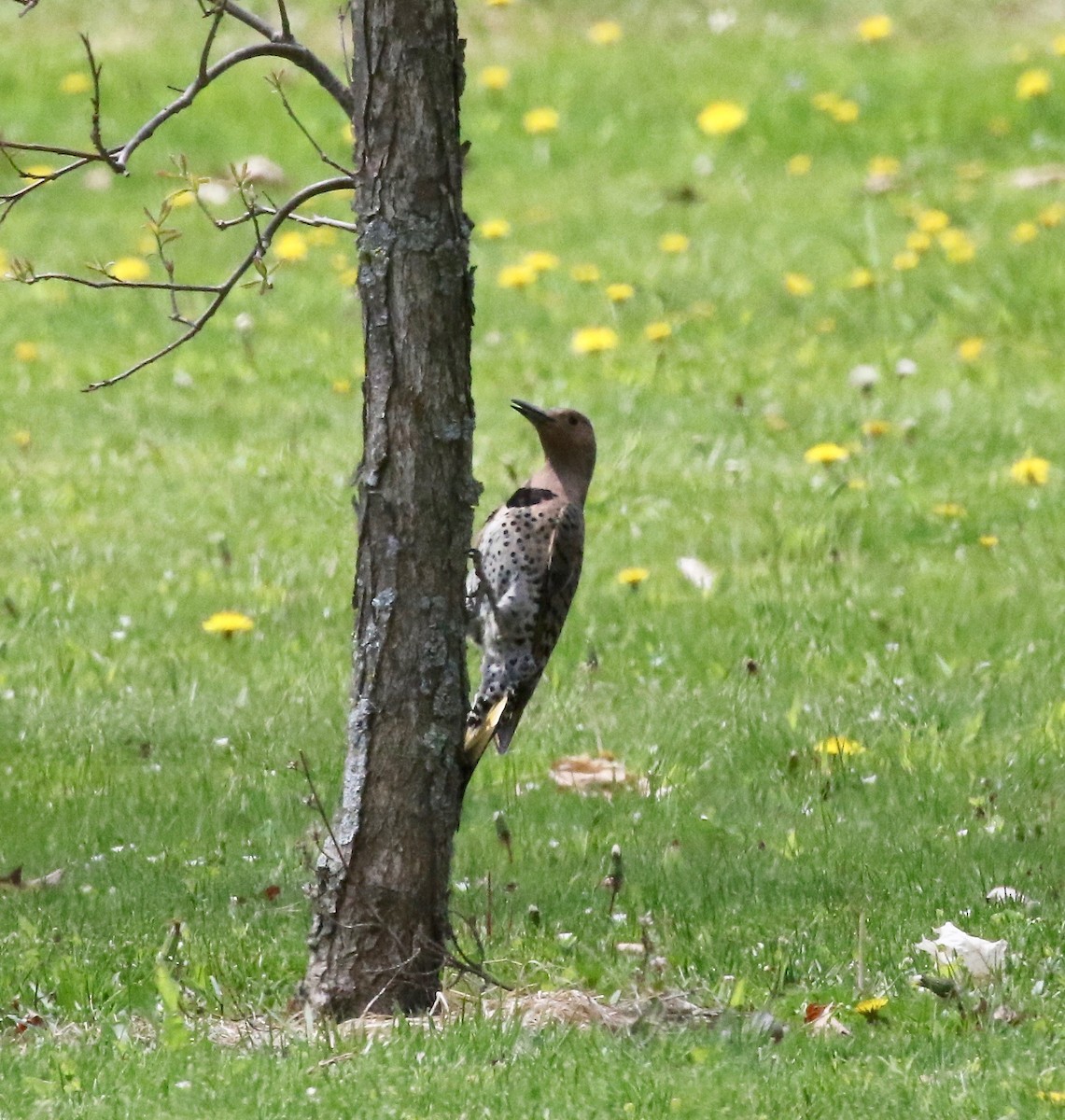 Northern Flicker - ML636516749