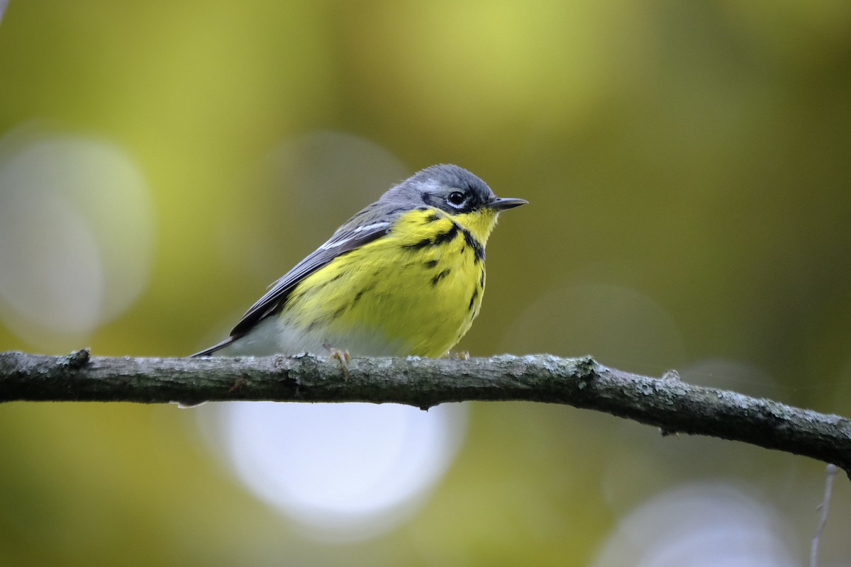 Magnolia Warbler - ML636516763
