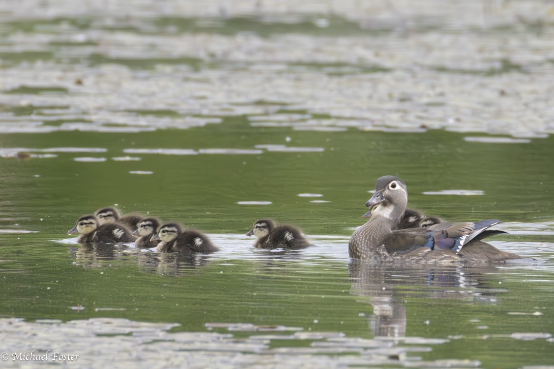 Wood Duck - ML636516797