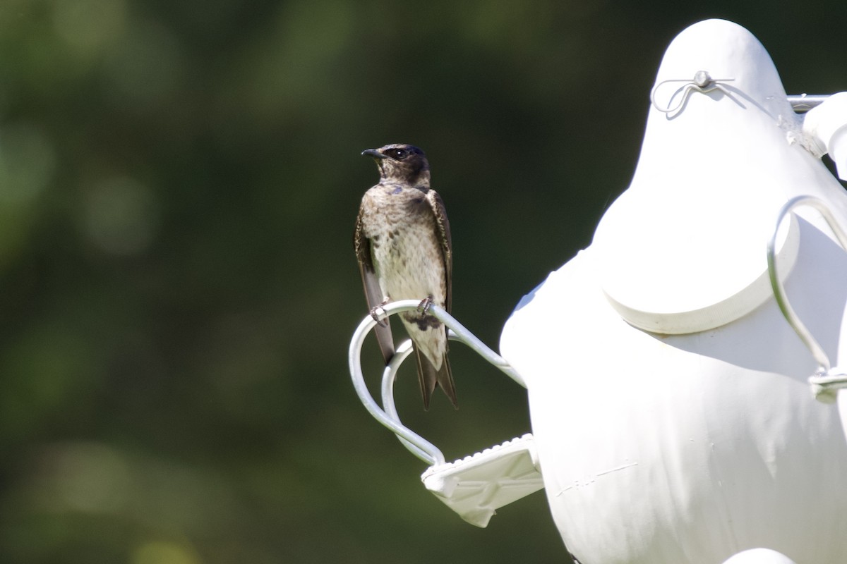 Purple Martin - ML636517028