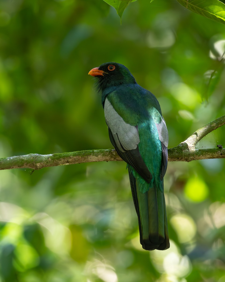 Slaty-tailed Trogon (Massena) - ML636517047