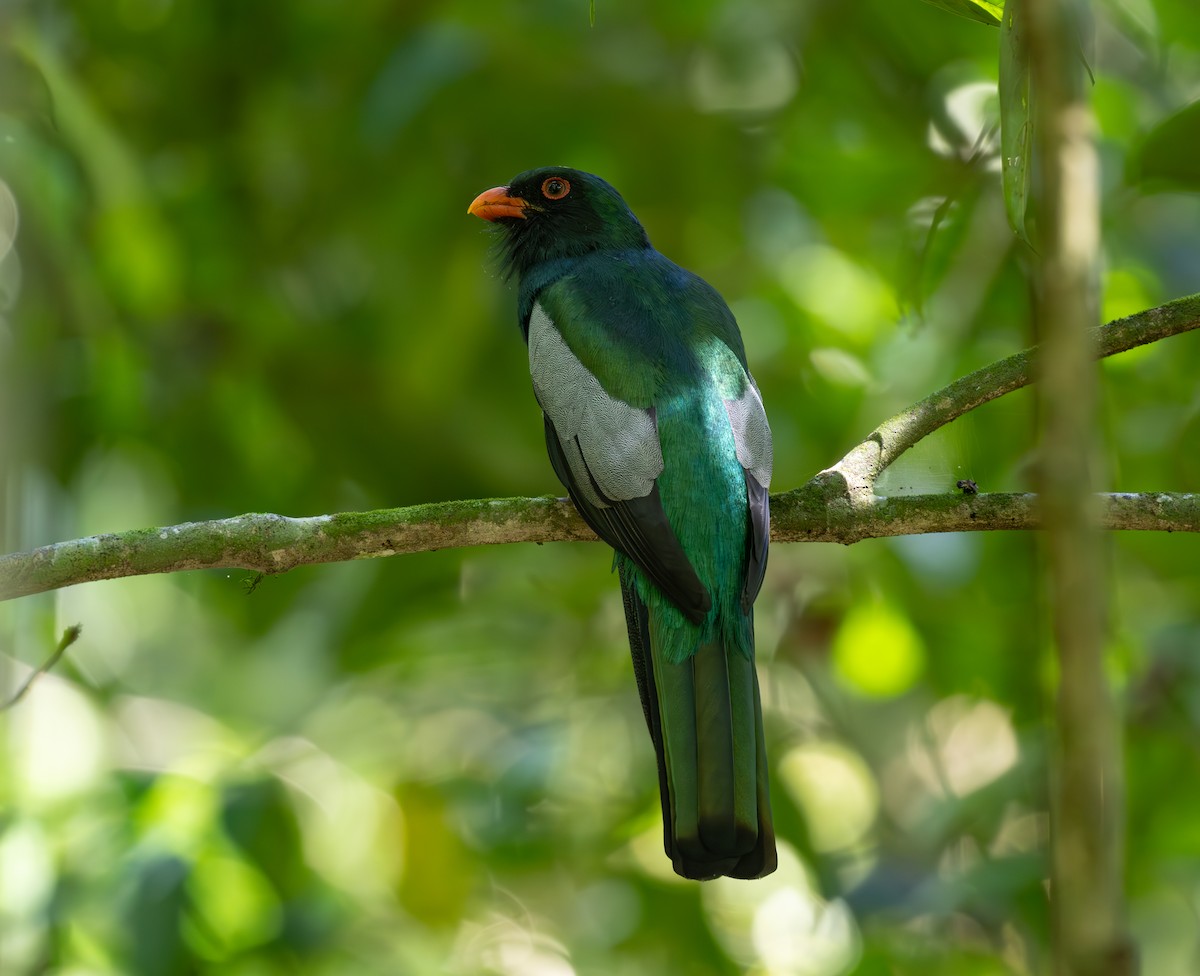 Slaty-tailed Trogon (Massena) - ML636517048