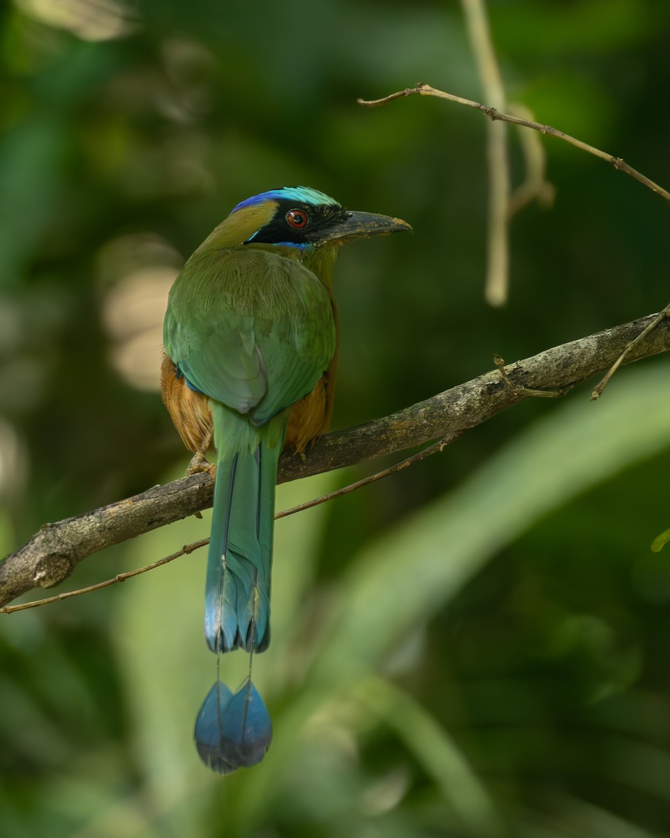 Whooping Motmot (Whooping) - ML636517055