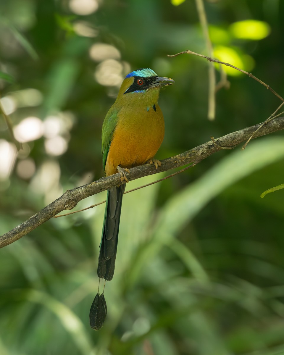 Whooping Motmot (Whooping) - ML636517056