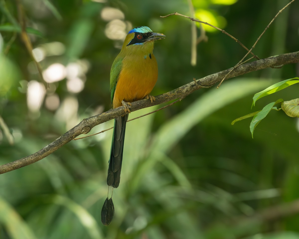 Whooping Motmot (Whooping) - ML636517057