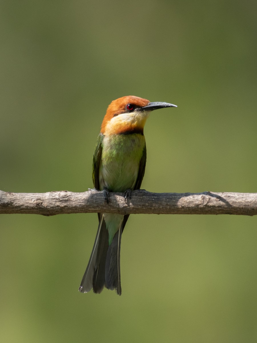 Chestnut-headed Bee-eater - ML636517083
