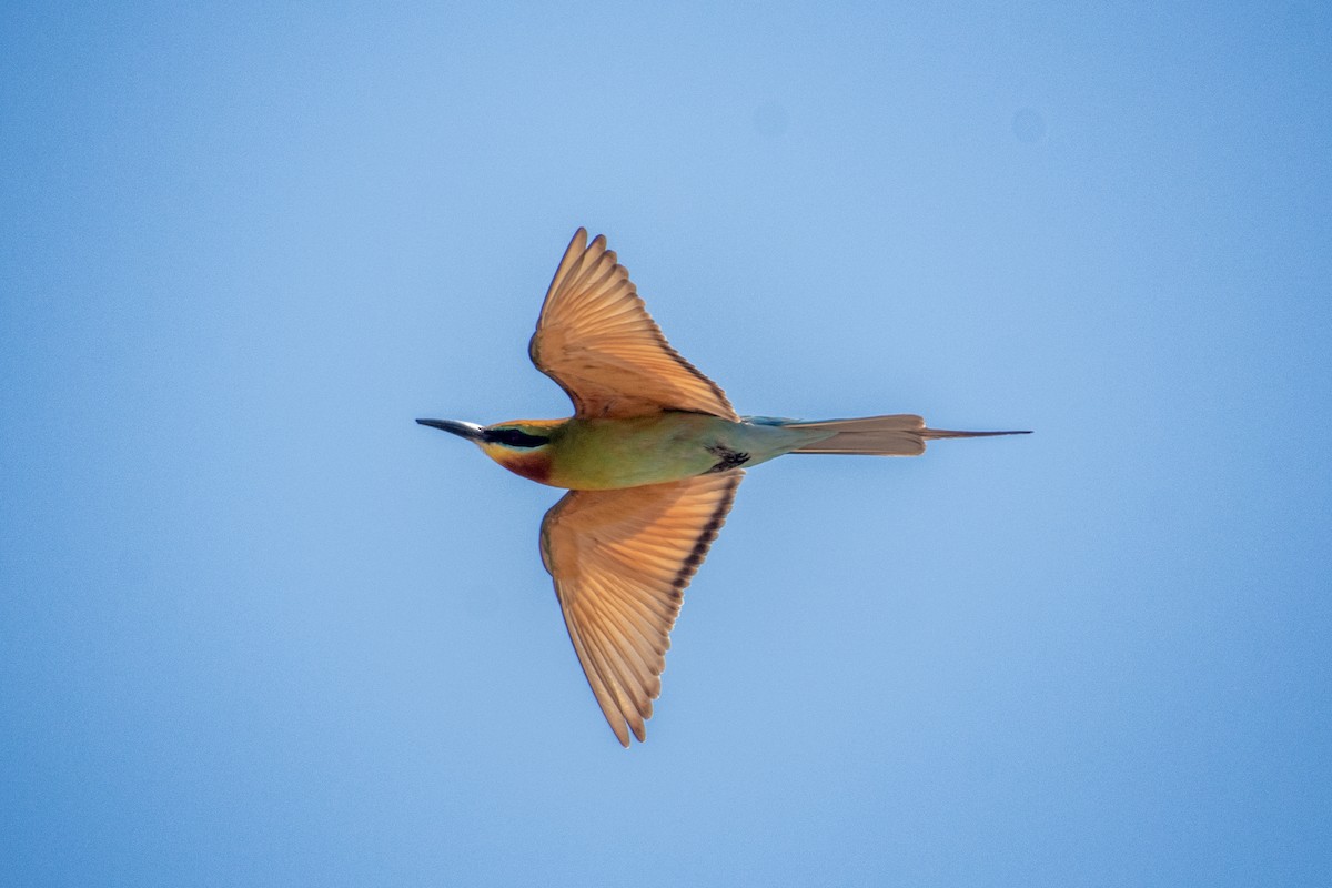 Chestnut-headed Bee-eater - ML636517084