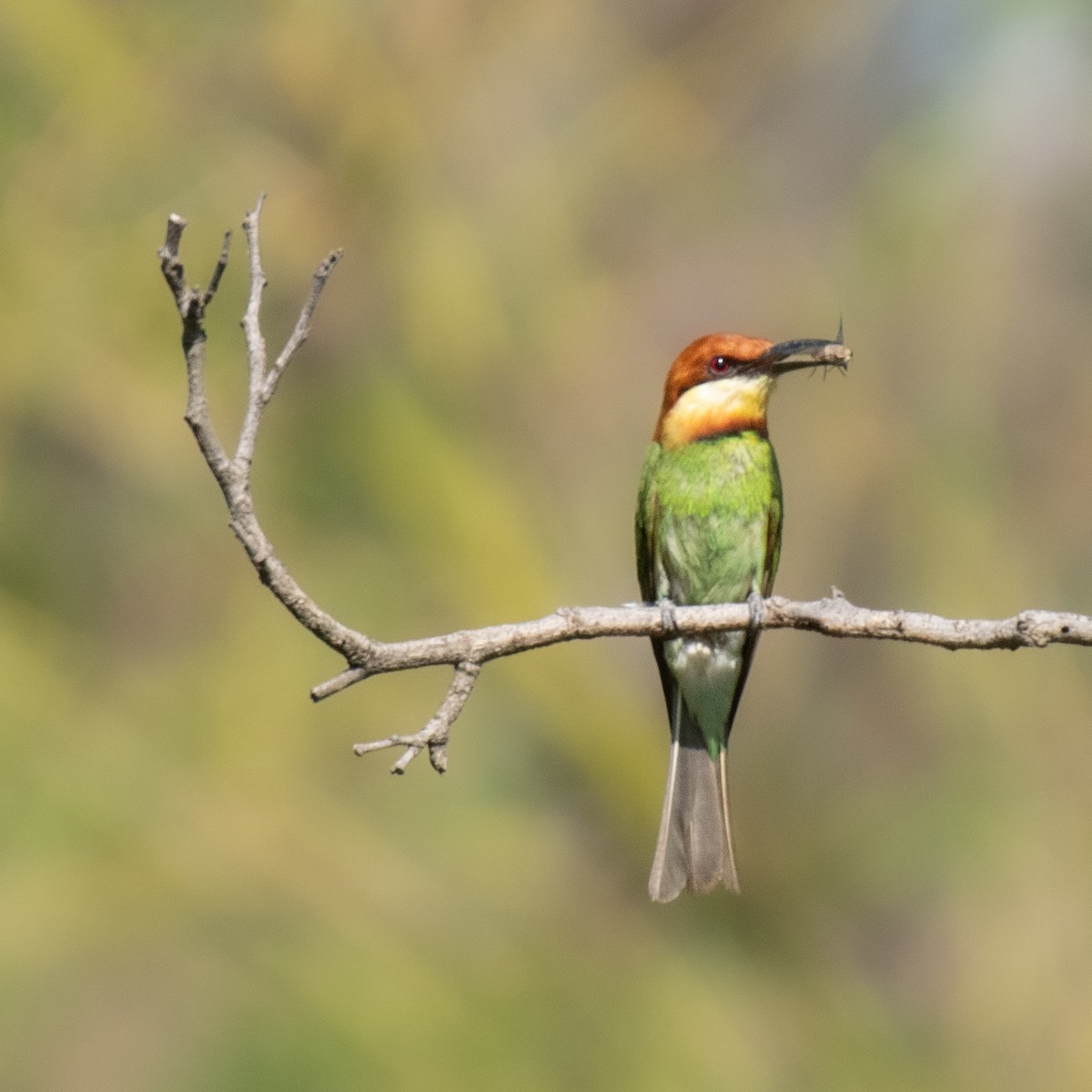 Chestnut-headed Bee-eater - ML636517085